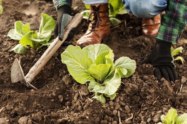 Gardening and Growing Your Own Can Help Reduce Food Waste