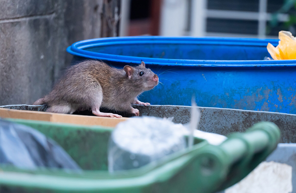 Bad waste management can cause pest infestations
